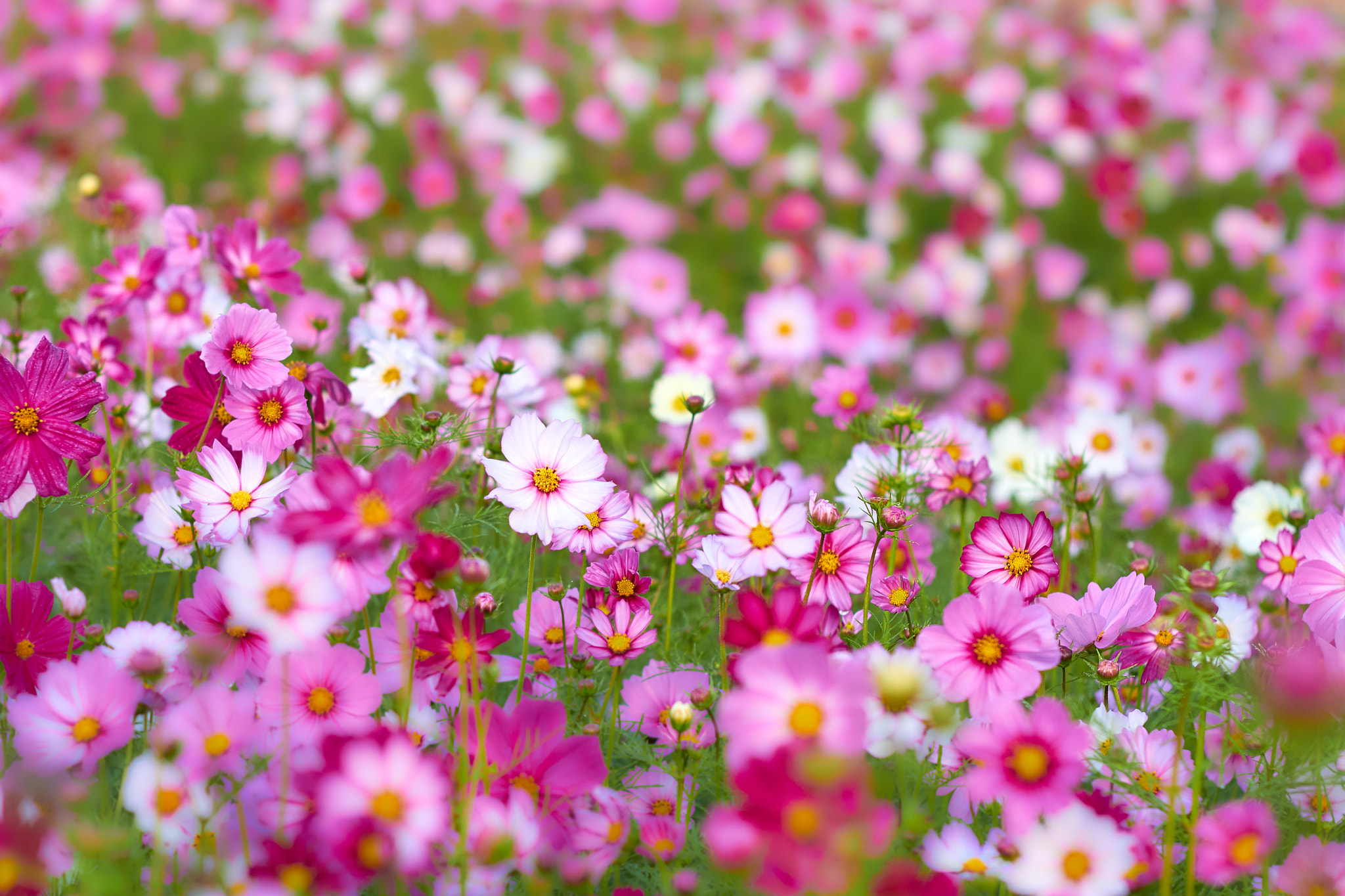 pretty flowers